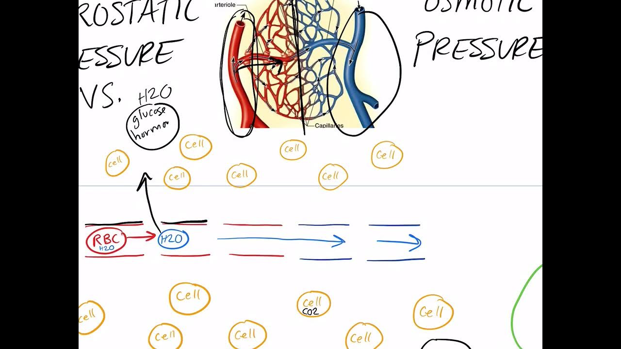 Hydrostatic pressure vs. Osmotic pressure in Capillaries YouTube
