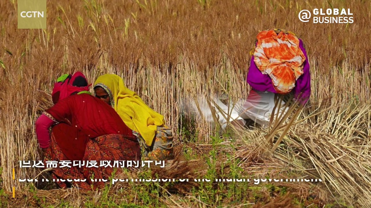 India bans wheat exports