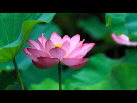 今、咲き誇る花たちよ（合唱）伴奏付ver　バス