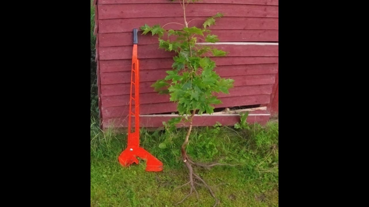 Fredag 2025 07 25 Uppdragning av oönskade buskar i trädgården