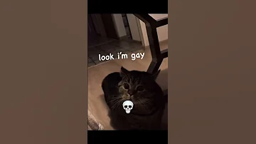 Cats Can Talk 