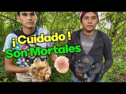 ☠️ Cuidado Con Estos Hongos Tóxicos / Nunca Debes Comerlos hqdefault