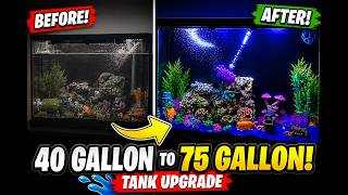 Turtle Tank Upgrade From 40 gallon to a 75 gallon
