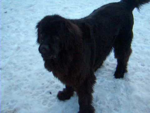 Daisy the Newfoundland Dog