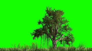 Chinese Banyan Tree is Like an Oak Tree on a Green Screen with Grass Keying Animation 4K