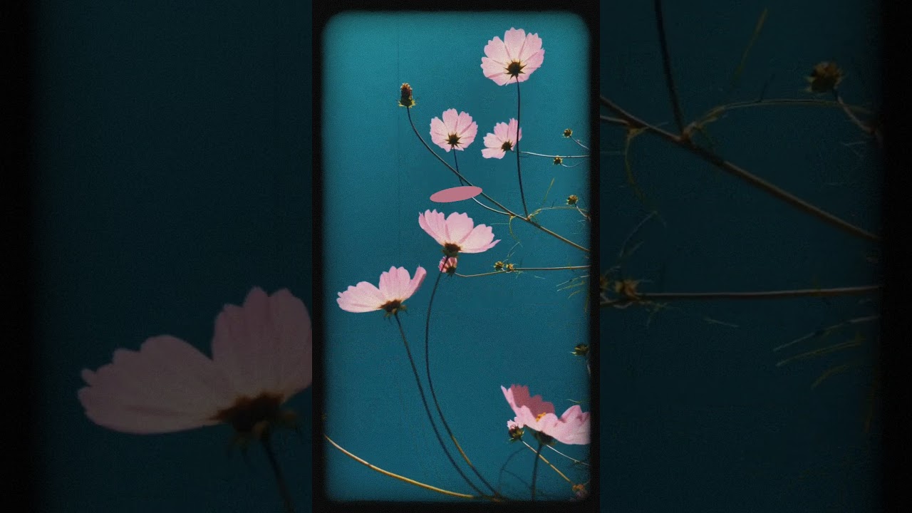 Choose Peace Over Chaos ✨🕊