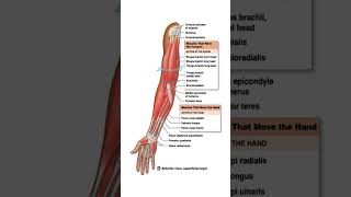 Anterior Arm Muscles: Movers of the Forearm and Hand Anterior Arm Muscles: Movers of the Forearm and Hand