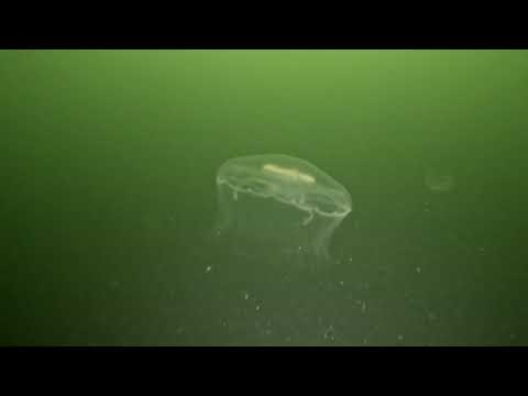 Moon jellies (Aurelia aurita) in the Baltic sea. 4k 60fps GoPro.