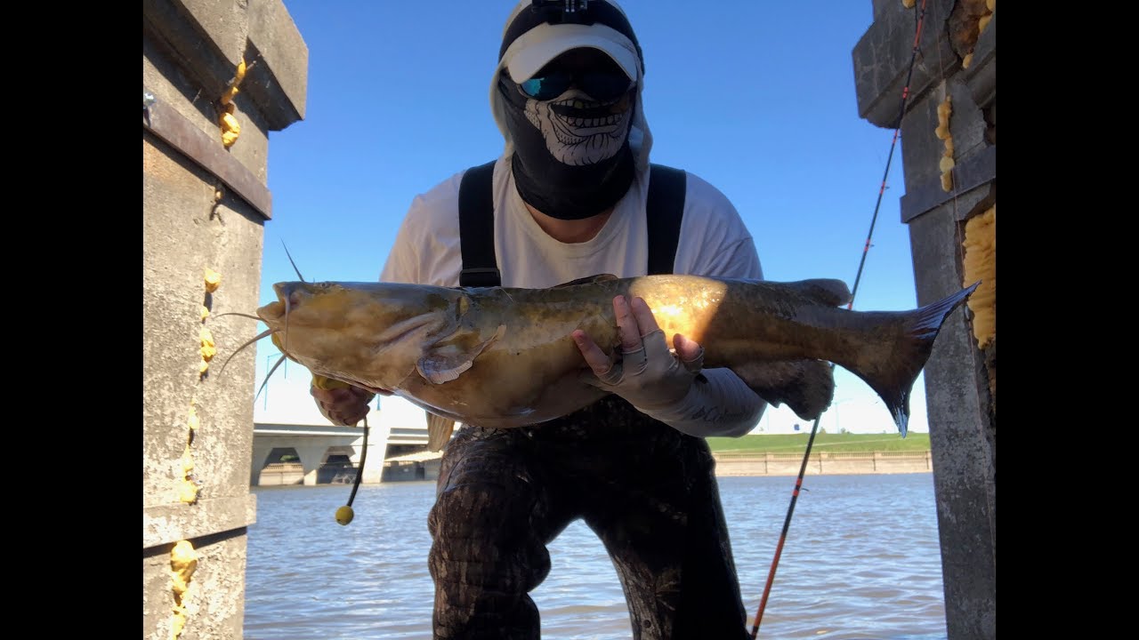 Fall Flathead Catfish Caught on a Jig YouTube