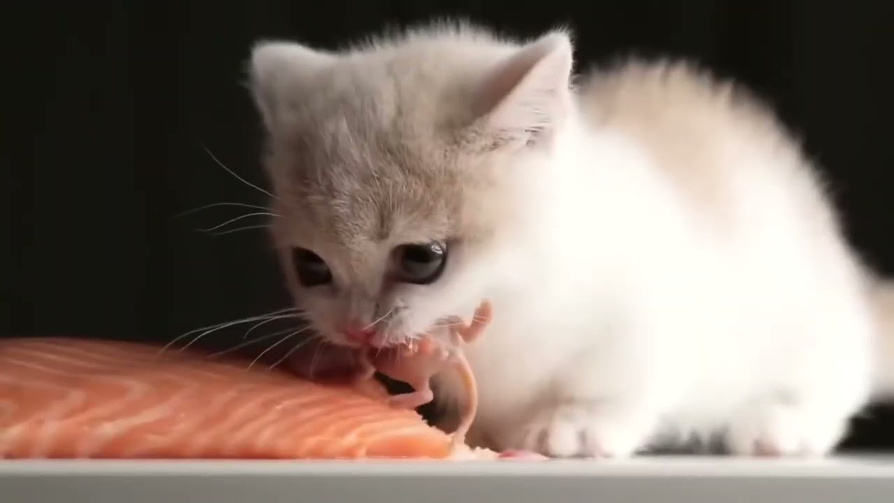 Kitten eats salmon  with doom music