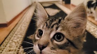 Sammi and Dean: Playful Kitten Antics