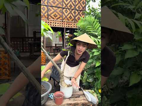 Money tree Bonsai #Bonsai #plantbonsai #moneytree #trending