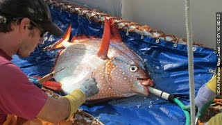 Meet The Opah, The First Known Warm-Blooded Fish