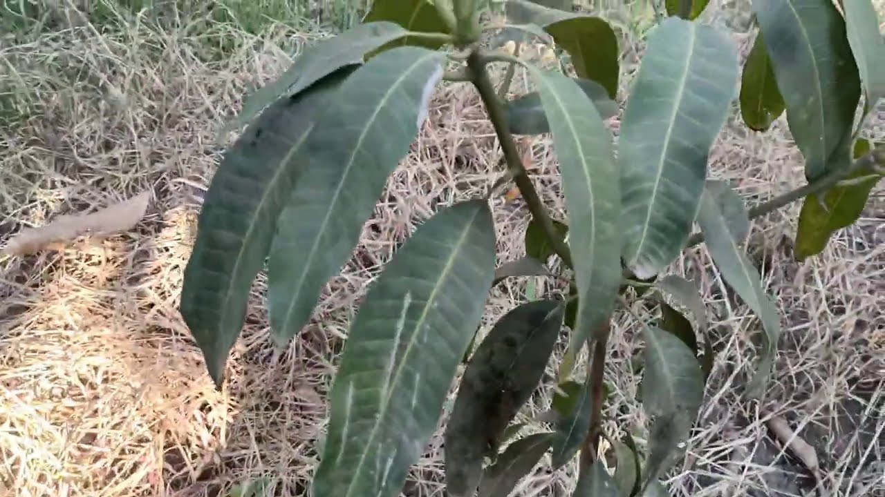 شاهد أضرار رش مبيدات الحشائش علي المانجو الصغيرة