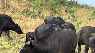 Izinyathi | Family Of African Buffalo 🐃 African Big 5 Hluhluwe Imfolozi Game Reserve