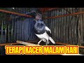 Terapi kacer ngeplong keras di malam hari, ampuh bikin nyaut kacer bahan langsung ngeplong gacor!