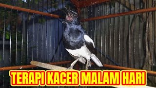 Terapi kacer ngeplong keras di malam hari, ampuh bikin nyaut kacer bahan langsung ngeplong gacor!