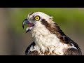 Sony A7RIV  & Sony A9 Capture Amazing Detail and Amazing Bird in Flight Osprey Photography