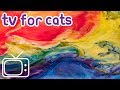 Cat tv 8 heures de squences abstraites stimulantes pour divertir votre chat
