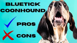 Bluetick Coonhound Top 10 Facts | Pros and Cons