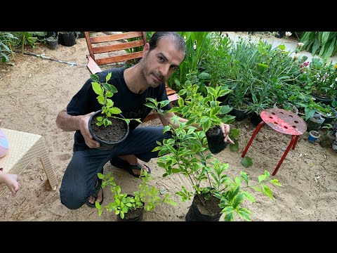 فيديو: رعاية نباتات دورانتا المزهرة - نصائح لزراعة نباتات دورانتا