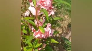 # THE BALSAM PLANT- MAGIC OF MEDICINAL HERBS AND FLOWERS(KARNA MAMDALAM PLANT).