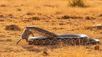 Python Attack on Rabbit... Nature’s Most Shocking Moment | Wildlife Moment 2025