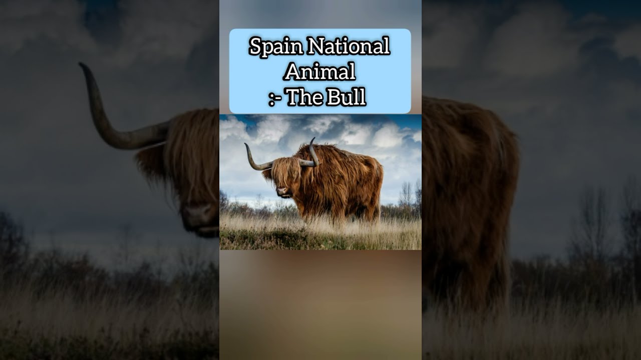 Spain national animal,fruits,flower and other national symbols Spain country 