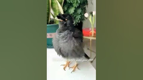 تلاوة خاشعه تبكي القلوب_ تأمل كيف تفاعل الطائر مع كلام الله