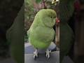 #mummy ek gilas pani de do #funny #funnyanimal #funnyparrot #talkingparot #viralvideo #viralreels...