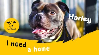 Harley The Handsome Staffie Cross Dogs Trust Manchester