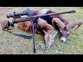Muffeljagd Februar 2017_ Slovenian Mouflon Sheep Hunt