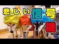 柴犬3頭に雨ガッパを着せた結果