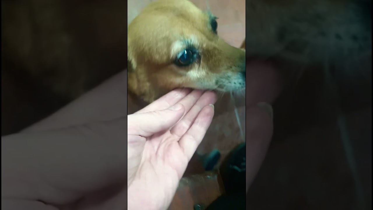 собака попрошайка 