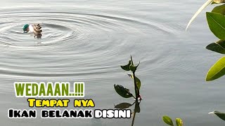 ediaaan..!!! engga main main hasilnya kalau mancing ikan belanak disini bikin betah