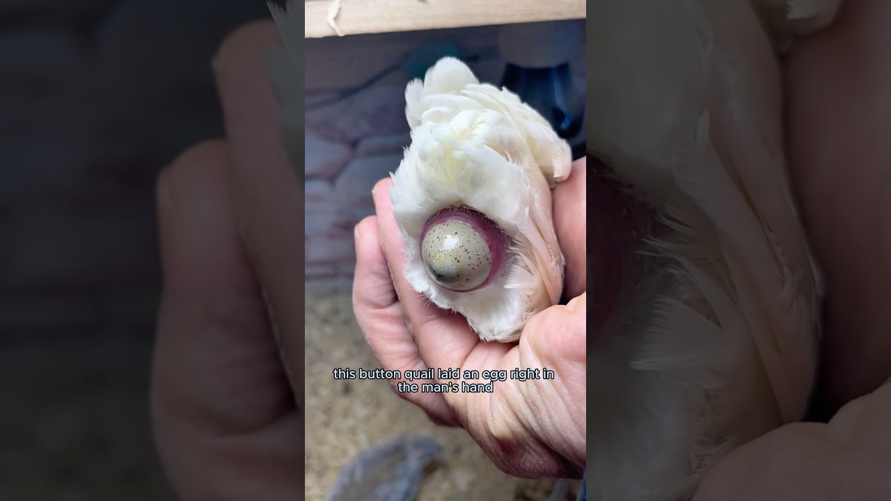 Спасённая перепелка подарила особенный подарок. 