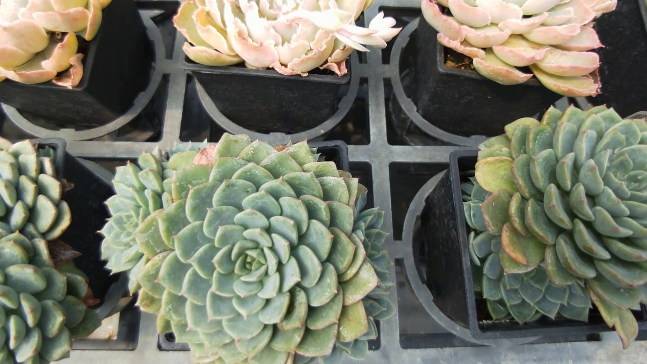 Echeveria Minima X Secunda 多肉植物辨識迷你馬x七福神 Youtube