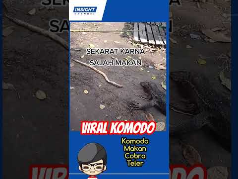 Video: Apakah ular perut putih beracun?