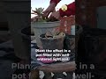 How to propagate bunny ear cactus