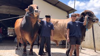 2 Sapi Raksasa Crossing Calon Juara Kontes Wonosobo