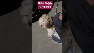 cute doggy#youtubeshorts#roadtrips#animals❤️
