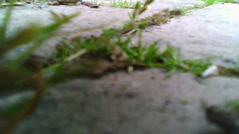 Mini Super Cub with onboard camera