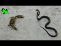 Los Animales comienzan a PELEAR cuando SE VEN | Cap. 45 | CANGREJO vs COBRA