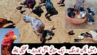Aseel Chicken Farming in Pakistan | How to Enhance Profit Margin from Asil Chickens | Dr ARSHAD screenshot 3