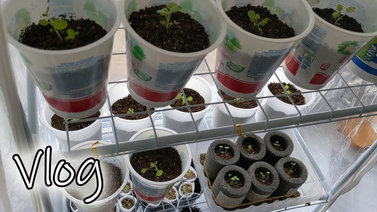 # 312. Взошли цветы. Осмотр и пересадка. Подарили гранулы с цветами. Загородная жизнь с нуля 2024
