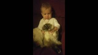 Baby tortures kitten (clip)