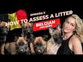 How to pick from a litter | Episode 2 - Assessing the Litter