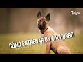 Cómo entrenar un cachorro: herramientas y etapas de desarrollo - TvAgro por Juan Gonzalo Angel