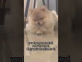 Barkus Aurelius Explains Stoicism #shorts #dog #pomeranian #funnydog #stoicism