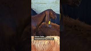 Kastamonuya Hayırlı Olsun Ütkeçisi Çisi Çi